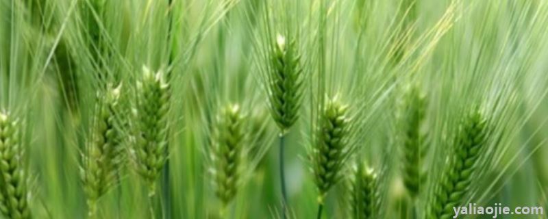 清明节期间小麦需要灌溉吗，北方的小麦什么时候收