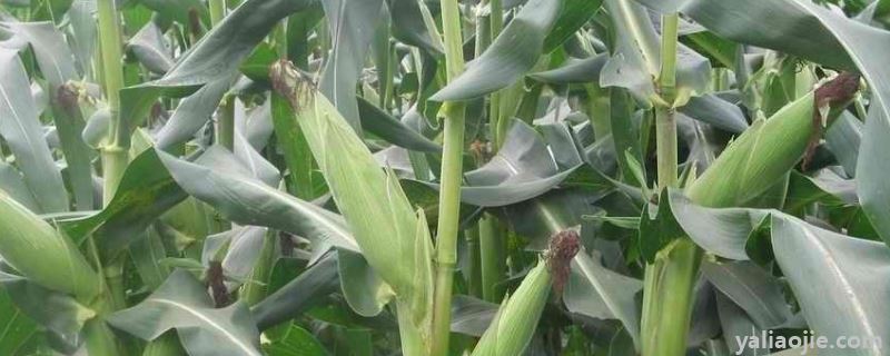 玉米地野糜子用啥药，除草剂怎么用不会伤到玉米