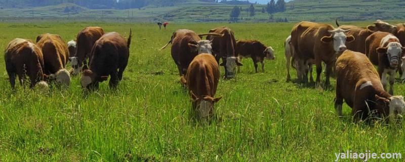 牛吃草为什么长肌肉，吃的草种有哪些