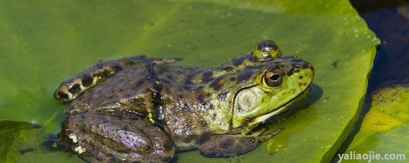 牛蛙养殖需要什么条件?附废水处理方案
