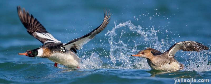 秋沙鸭跳巢会不会摔死，秋沙鸭是保护动物吗