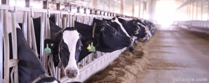 公奶牛会不会产奶，一头奶牛每天的产奶量有多少