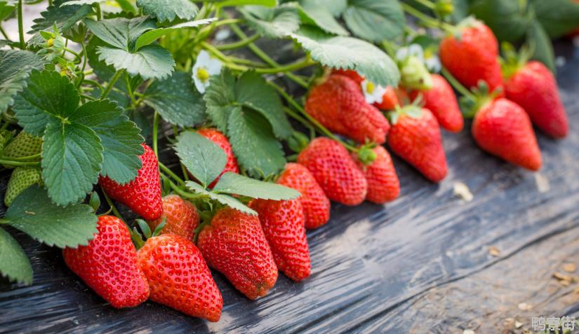 草莓是不是减肥水果？