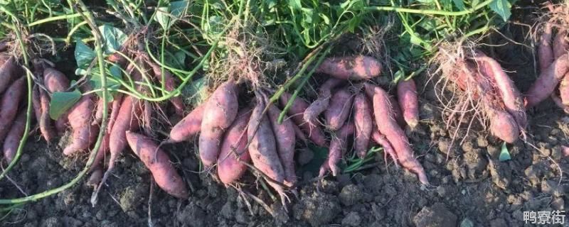 甘薯的繁殖方式是用根还是茎，甘薯和红薯有什么区别