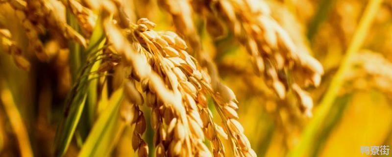 打杂稻的农药，杂稻和水稻有什么区别