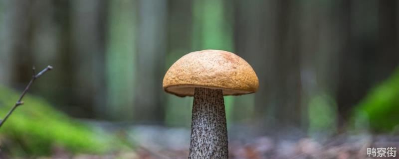 松树林下种植菌菇栽培技术，菌菇类有哪些