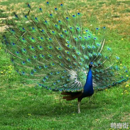 印度的国鸟是什么？