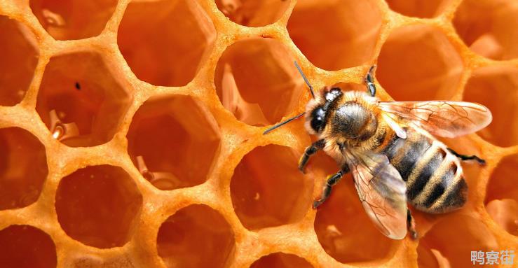 蜂蜜时间久了还能服用吗？