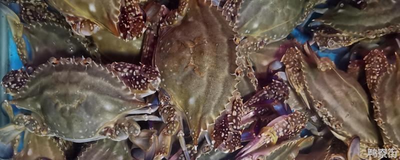 梭子蟹放水里可以活多久，什么季节适合吃