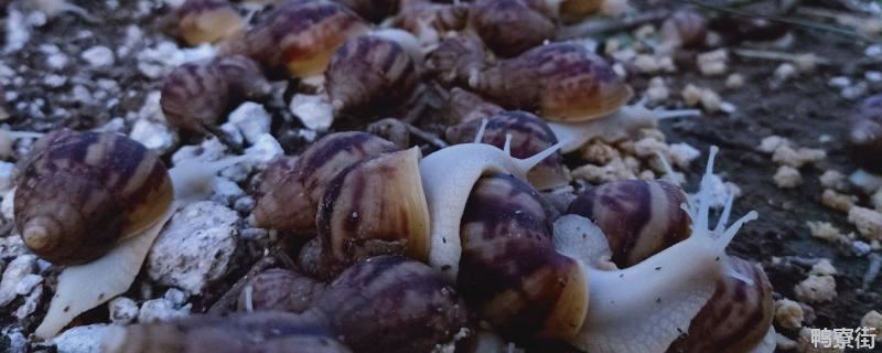白玉蜗牛夏天怎么养，一般寿命有多长