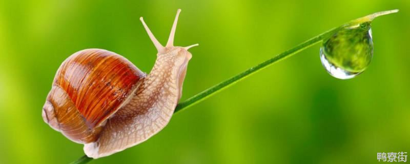蜗牛怎么消灭，蜗牛是益虫还是害虫