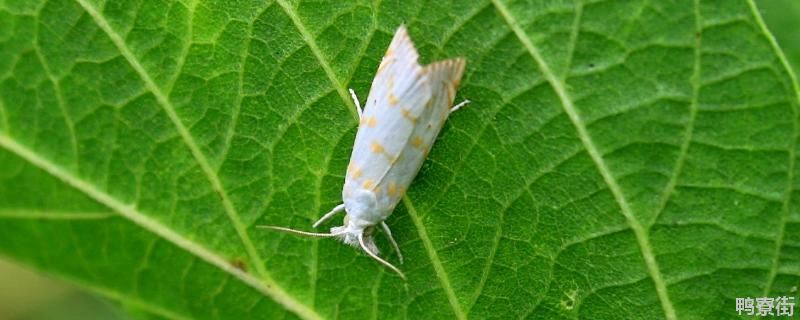 啶虫脒可以杀潜叶蛾吗，啶虫脒和吡虫啉能混用