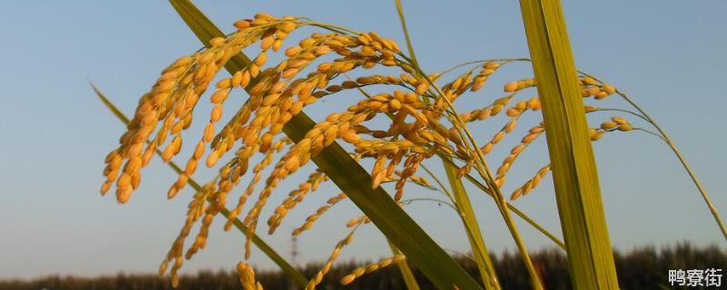 100毫升芸苔素打多少亩水稻，芸苔素内酯可以灌根吗