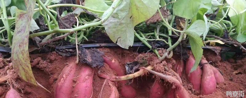 红薯栽培高产新方法