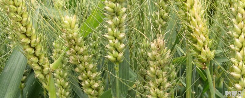 亩产1500斤的小麦底肥施多少，底肥如何配比合理