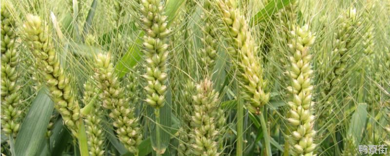 稷麦209小麦品种介绍