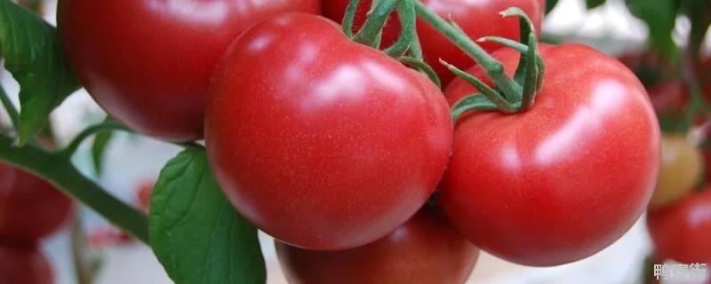 番茄植株的生长发育是从什么开始的（番茄由什么发育而来）