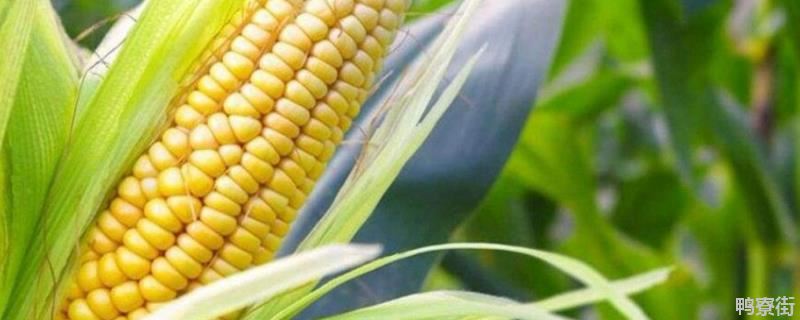 玉米一年可以种几次，附种植方法