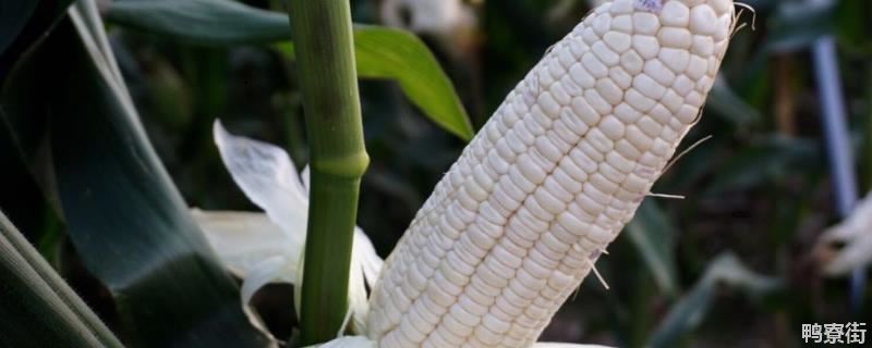 玉米快成熟死棵的原因，如何防治
