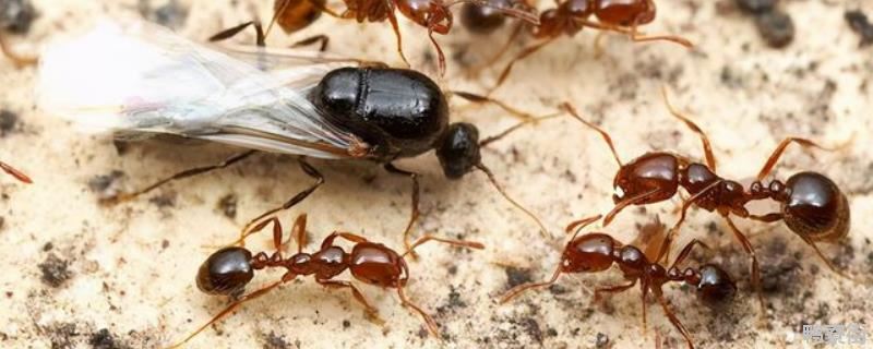 红火蚁用什么药可以杀死，红火蚁的天敌