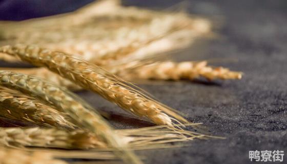 马兰1号小麦品种特征