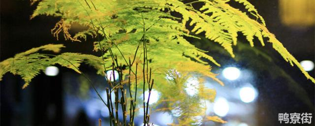 文竹盆景精美图片欣赏 文竹盆景的苔藓怎么
