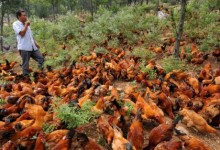 养殖5000只鸡需要投资多少钱（一年赚十几万还去打工吗）